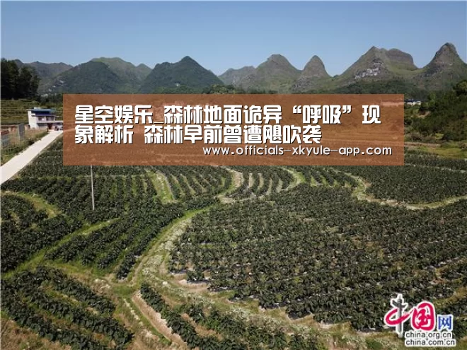星空娱乐_森林地面诡异“呼吸”现象解析 森林早前曾遭飓吹袭