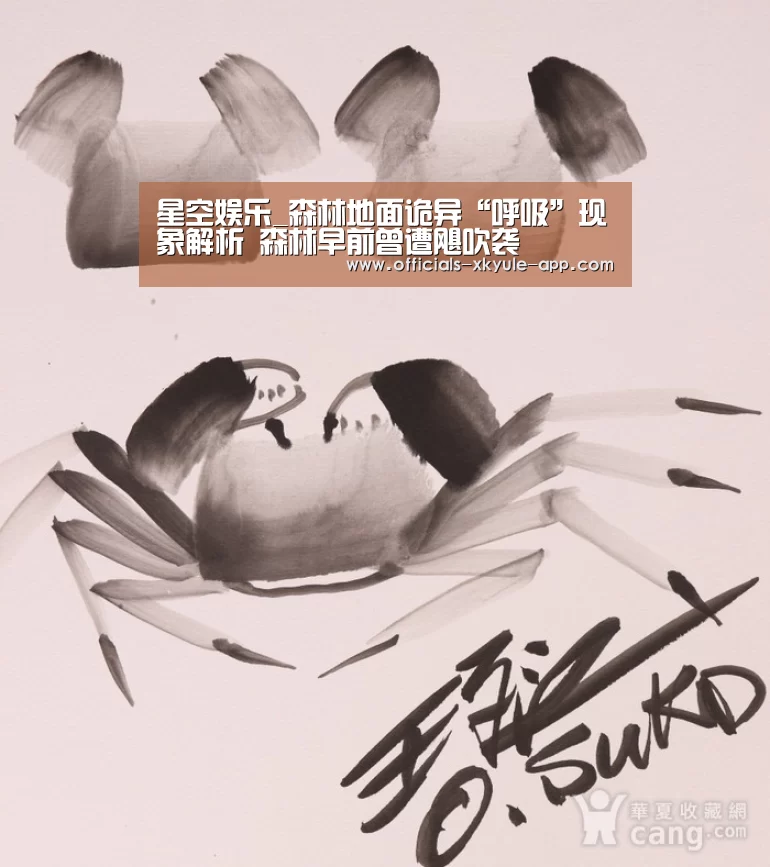 星空娱乐_森林地面诡异“呼吸”现象解析 森林早前曾遭飓吹袭(图3) 星空娱乐app