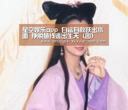 星空娱乐app_白鲨自救跃出水面 挣脱鱼线逃出生天(图)(图1) 星空娱乐